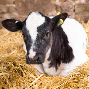 livestock calf